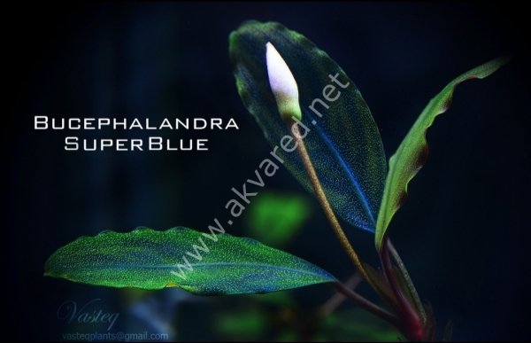 Bucephalandra super blue ADET