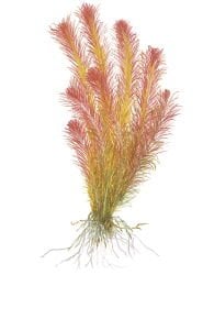 Tropica - Rotala wallichii 1-2 Grow!