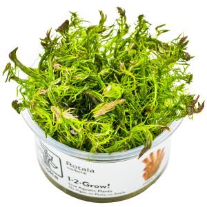 Tropica - Rotala wallichii 1-2 Grow!