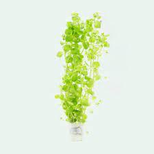 Bacopa australis İTHAL BUKET