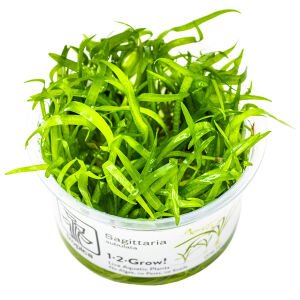 Tropica - Sagittaria subulata 1-2 Grow!