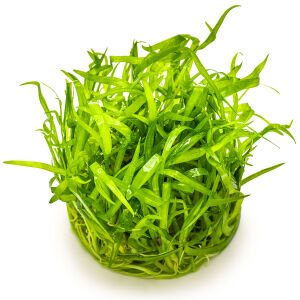 Tropica - Sagittaria subulata 1-2 Grow!