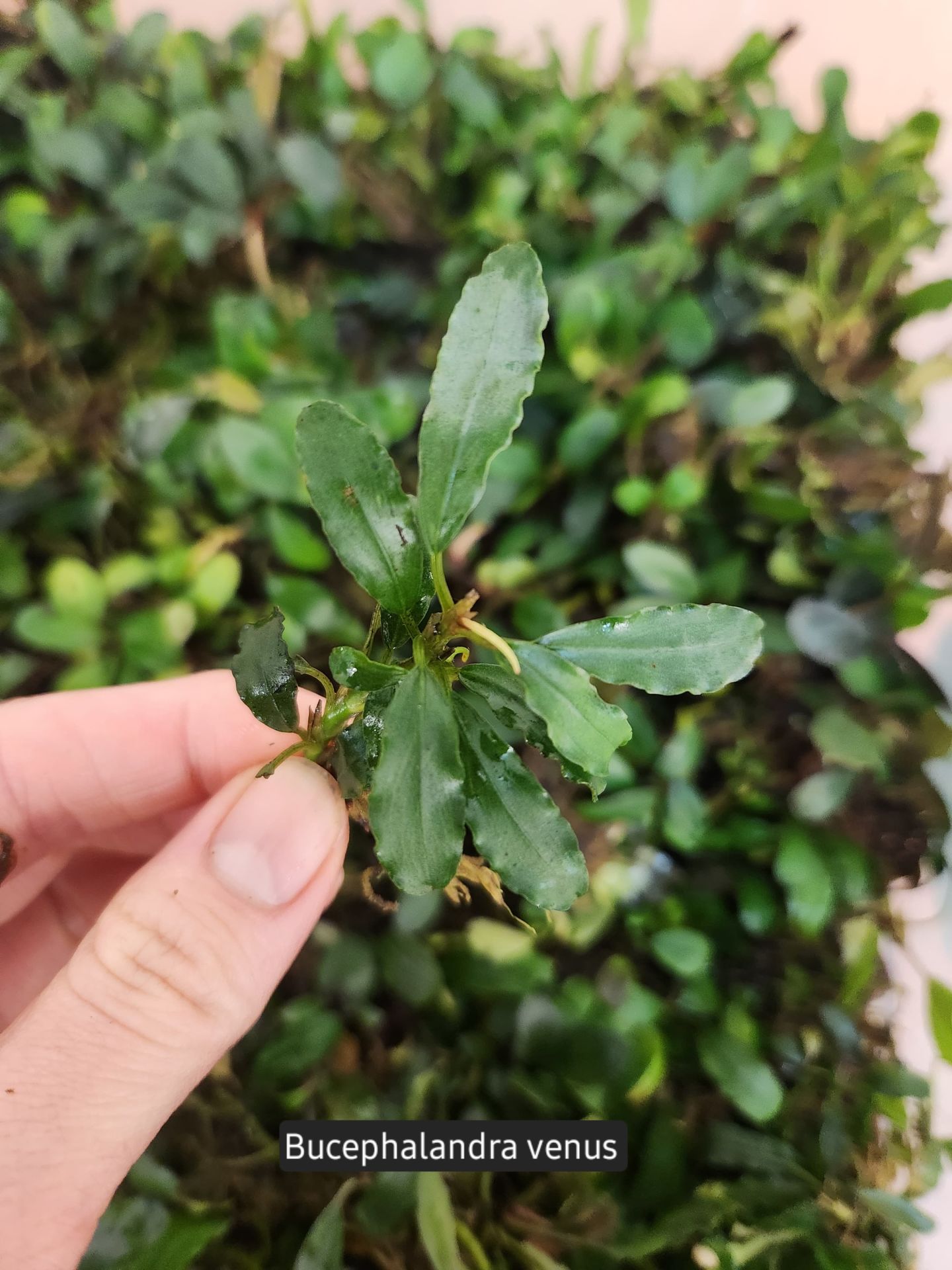 Bucephalandra venus ADET