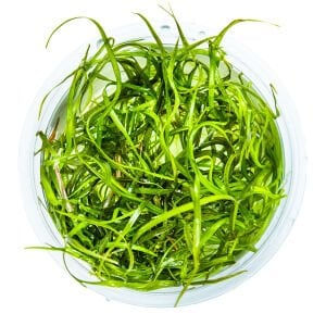 Tropica - Sagittaria subulata Needle Leaf 1-2 Grow!