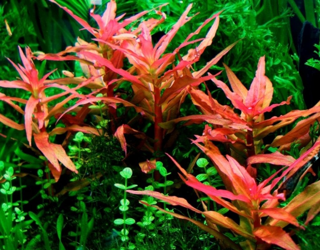 Ammannia gracilis İTHAL ADET ÖN SİPARİŞ