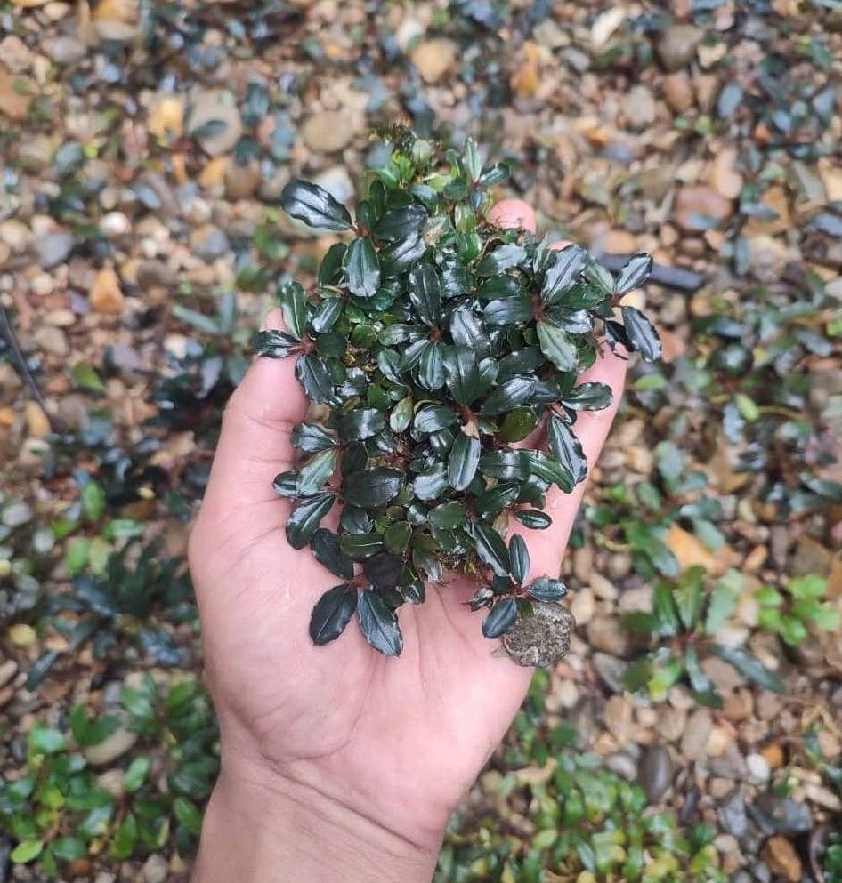 Bucephalandra silat pinky ADET