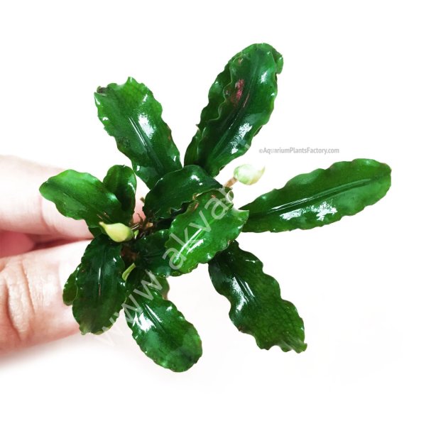 Bucephalandra wavy green ADET