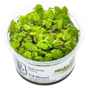 Tropica - Salvinia minima 1-2 Grow!