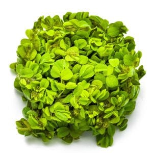 Tropica - Salvinia minima 1-2 Grow!