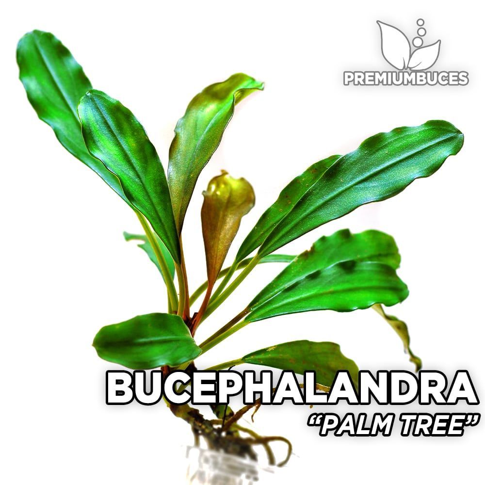 Bucephalandra palm tree ADET - ÖN SİPARİŞ