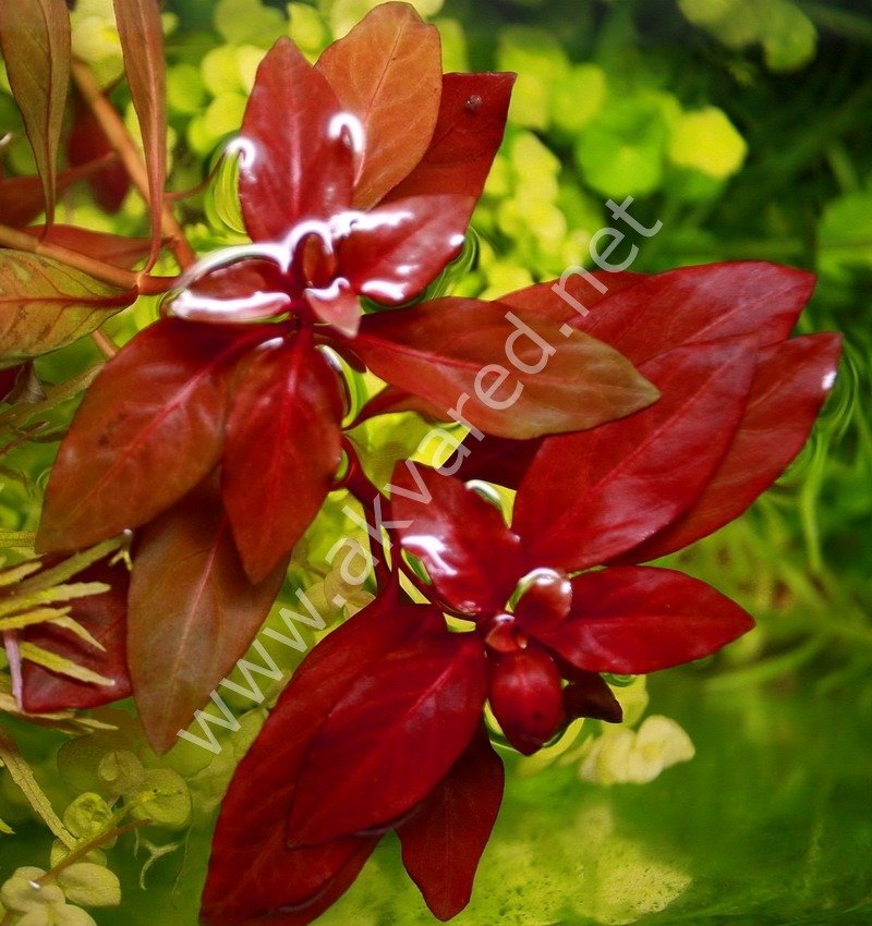 Ludwigia diamond İTHAL BUKET