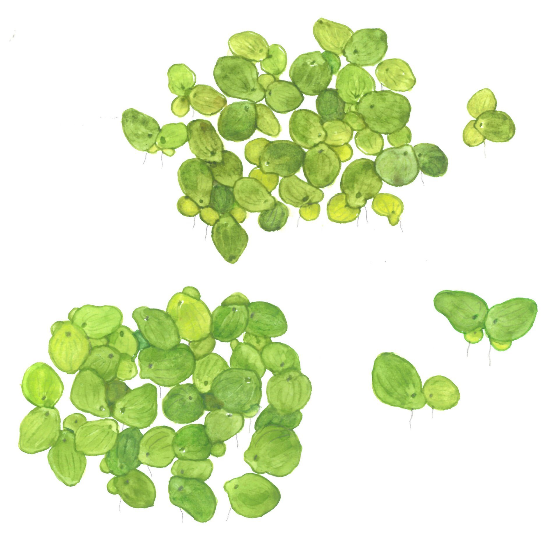 Tropica - Spirodela polyrrhiza 1-2 Grow!