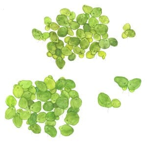 Tropica - Spirodela polyrrhiza 1-2 Grow!