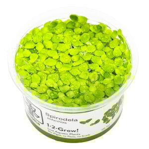 Tropica - Spirodela polyrrhiza 1-2 Grow!