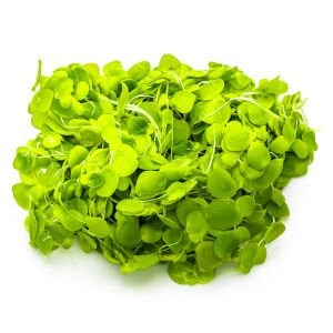 Tropica - Spirodela polyrrhiza 1-2 Grow!