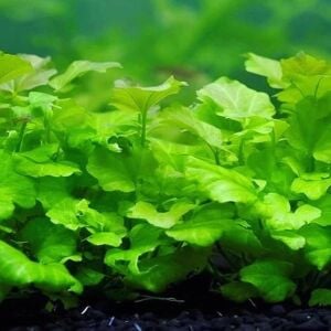 Cardamine lyrata vietnam İTHAL BUKET 