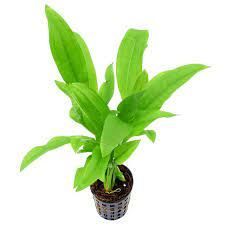 Echinodorus peruensis İTHAL BUKET