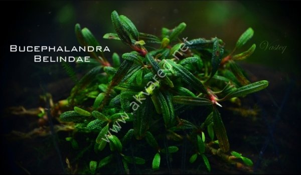 Bucephalandra belindae ADET - ÖN SİPARİŞ
