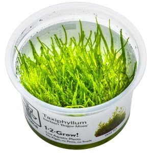 Tropica - Taxiphyllum barbieri Bogor Moss 1-2 Grow!