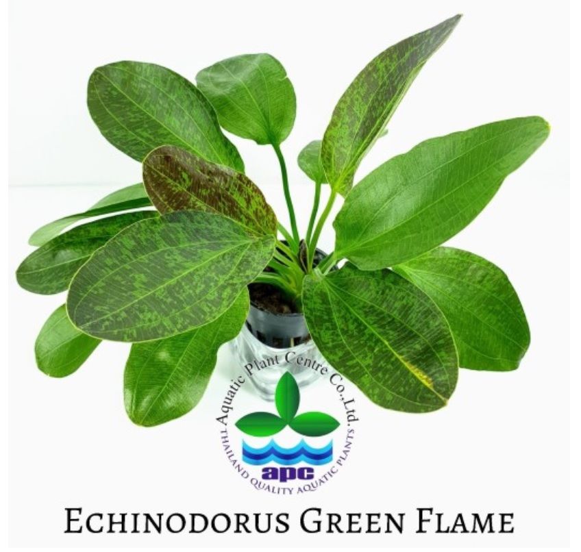 Echinodorus green flame ADET