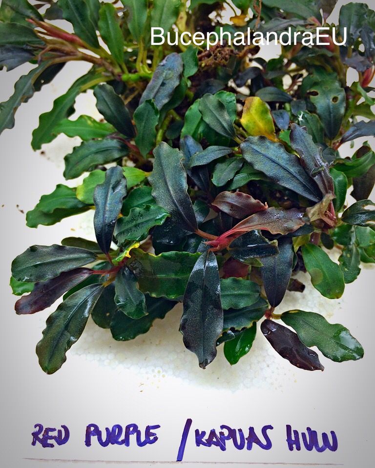 Bucephalandra red purple ADET - ÖN SİPARİŞ