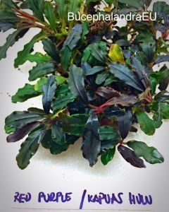 Bucephalandra red purple ADET - ÖN SİPARİŞ