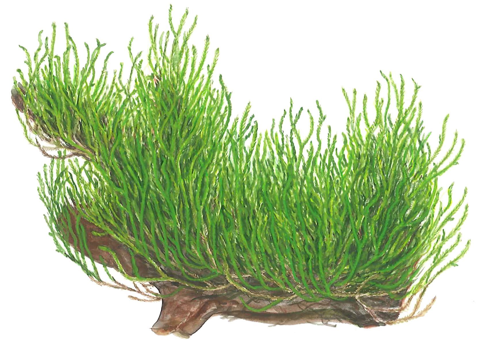 Tropica - Taxiphyllum sp. Flame Moss 1-2 Grow!
