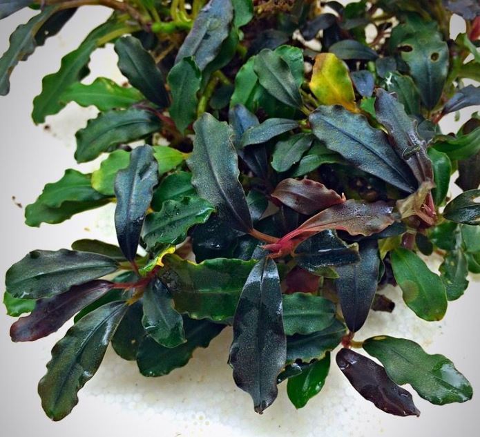 Bucephalandra red purple 10x10cm ÖN SİPARİŞ