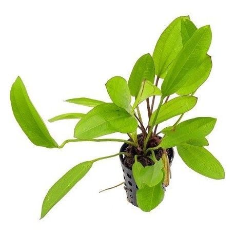 Echinodorus chameleon ADET