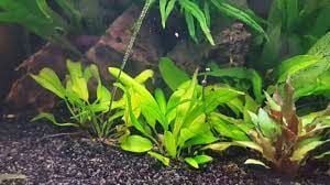 Echinodorus chameleon ADET