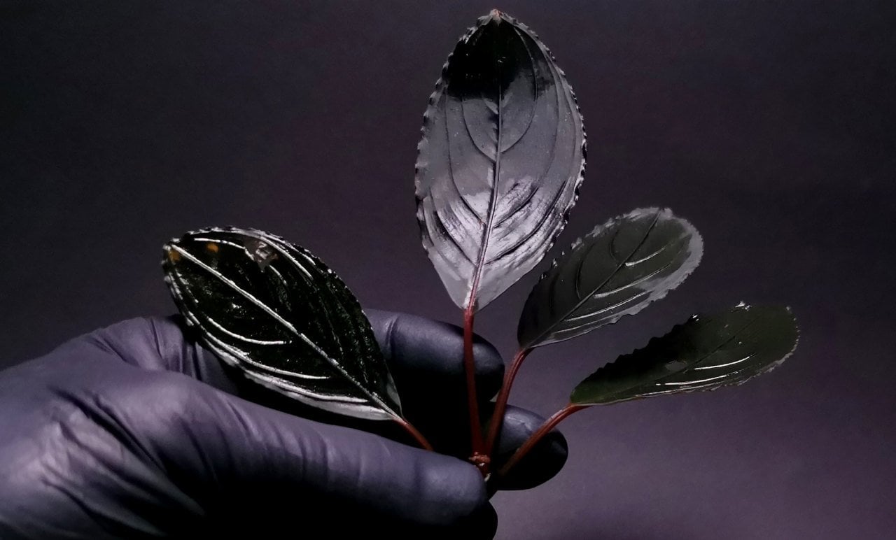 Bucephalandra skeleton king ADET ÖN SİPARİŞ