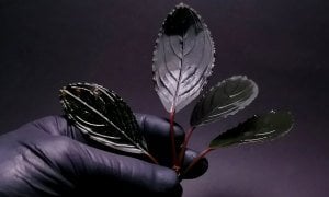 Bucephalandra skeleton king ADET ÖN SİPARİŞ