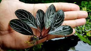 Bucephalandra skeleton king ADET ÖN SİPARİŞ