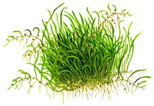 Tropica - Utricularia graminifolia 1-2 Grow!