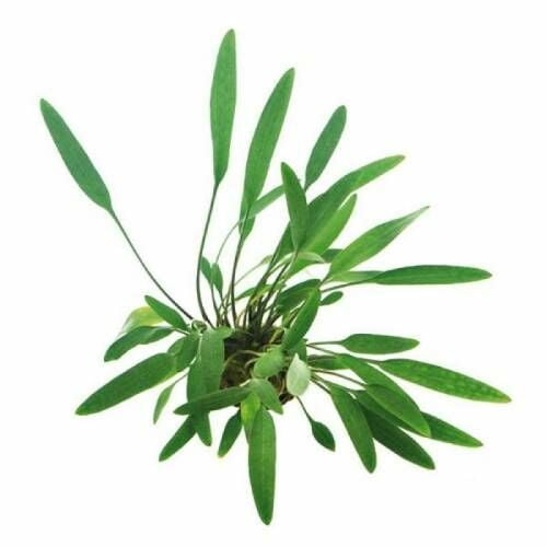 Cryptocoryne willisii İTHAL BUKET