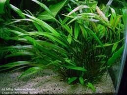 Cryptocoryne willisii İTHAL BUKET