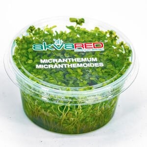 Micranthemum micranthemoides IN VITRO CUP