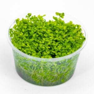 Micranthemum micranthemoides IN VITRO CUP