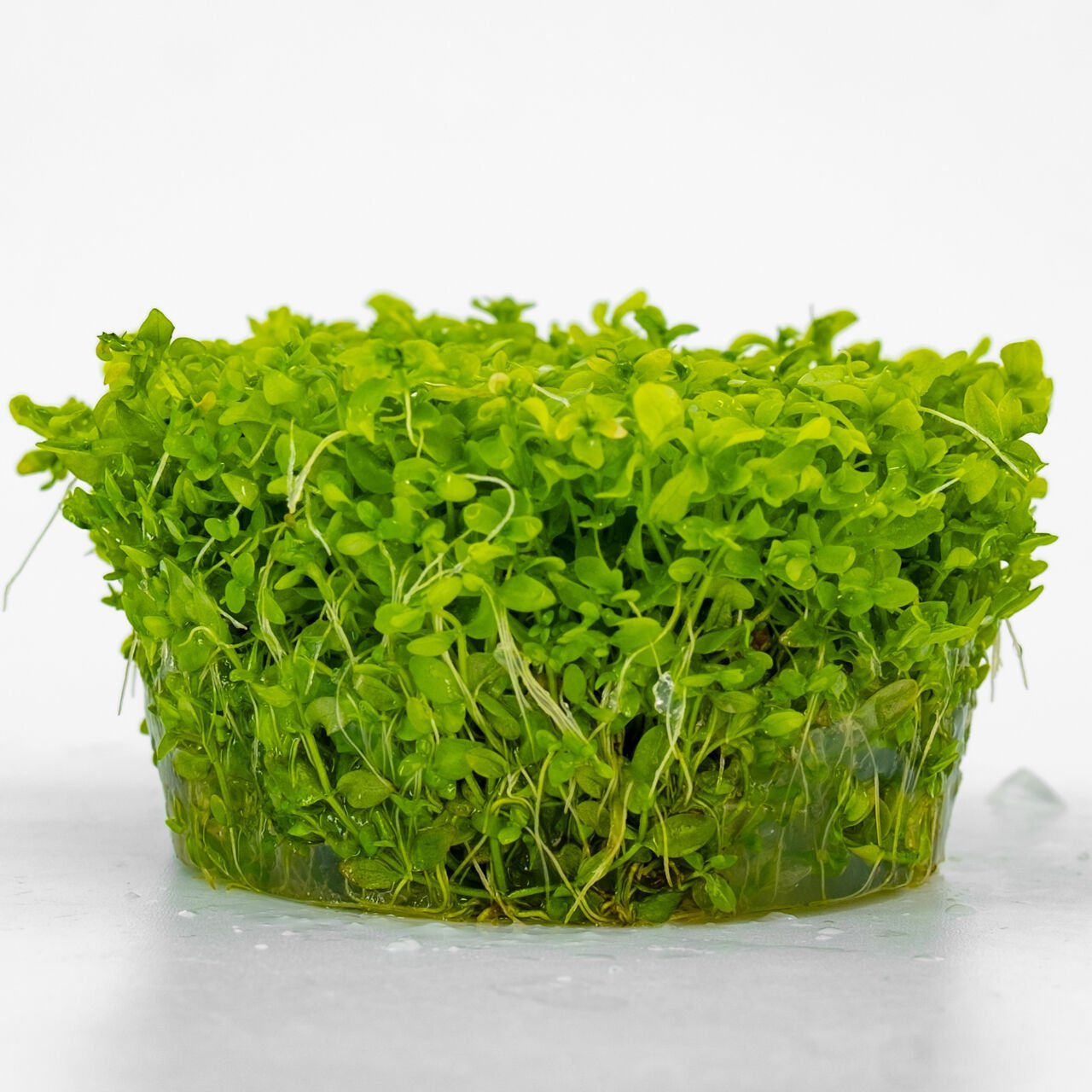 Micranthemum micranthemoides IN VITRO CUP