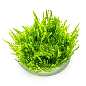 Tropica - Vesicularia ferriei Weeping Moss 1-2 Grow!