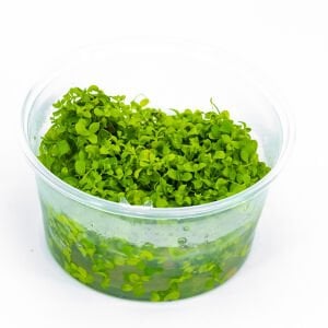 Micranthemum monte carlo IN VITRO CUP