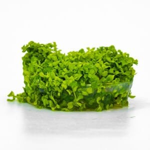 Micranthemum monte carlo IN VITRO CUP