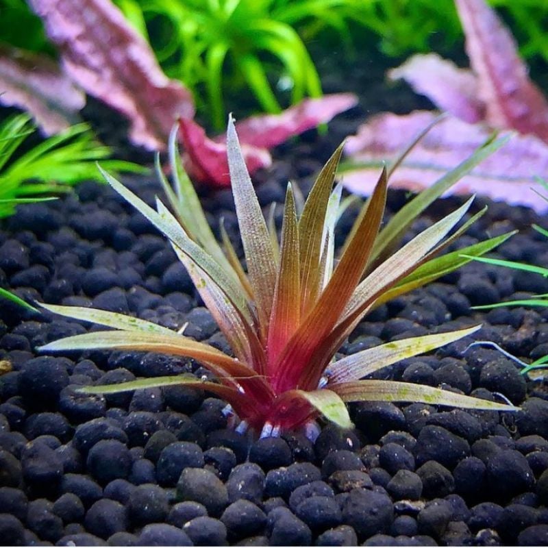 Eriocaulon quinquangulare ADET - ÖN SİPARİŞ