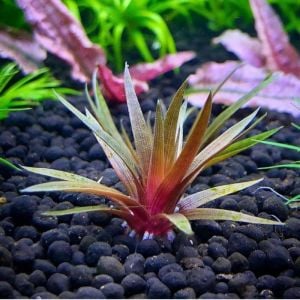 Eriocaulon quinquangulare ADET - ÖN SİPARİŞ