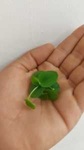 Limnobium laevigatum 50 cc PORSİYON