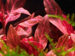 Tropica - Alternanthera reineckii Rosanervig SAKSI