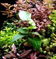 Saururus cernuus İTHAL BUKET