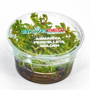 Ammannia pedicellata golden IN VITRO CUP