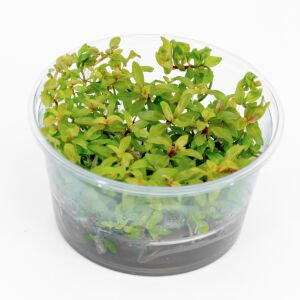 Ammannia pedicellata golden IN VITRO CUP