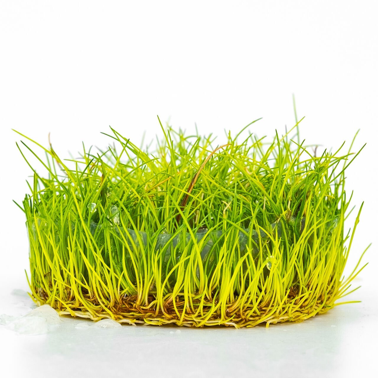 Eleocharis parvula IN VITRO CUP